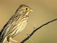 corn bunting.jpg