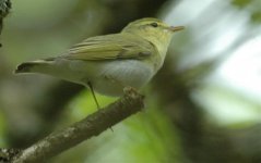 Woodwarbler.jpg