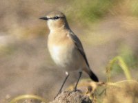 Isabelline wheatear.jpg