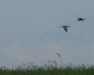 IMG_2084 curlew.jpg