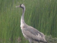 common crane.jpg