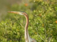 Purple heron2.jpg