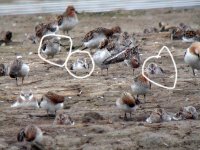 spoonbill sandpiper.u#B0A7D.jpg