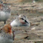 unsure sp sandpiper.r#B0AB0.jpg