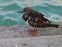 Turnstone perhaps.jpg