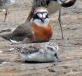 spoonbill sandpiper.s#B0ACF.jpg