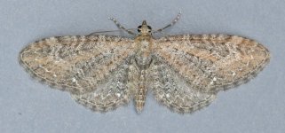 Common Pug 6608t.jpg