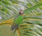 Brown-hooded Parrot.jpg