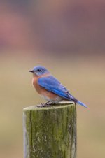 {Q-E}T0511 Bluebird Post.jpg