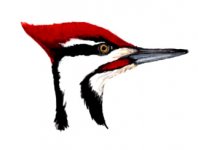 pileated-woodpecker-.jpg