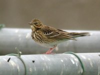 Pipit 1.jpg