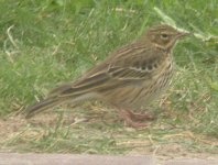 Pipit 2.jpg