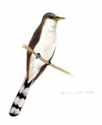 yellow-billed-cuckoo-.jpg