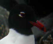 med gull 076.jpg