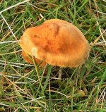 fungidarwentower 008.jpg