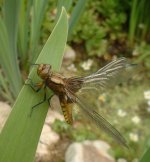broad-bodied_chaser.jpg