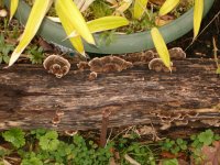 Bracket fungi.JPG