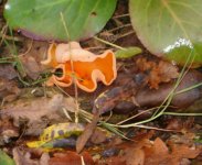 Orange fungi closeup.JPG