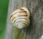 snail.jpg