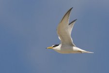 Little Tern.jpg