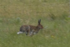 Hare2.jpg