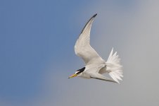 Little Tern-2.jpg