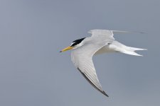 Little Tern-4.jpg