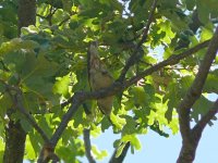 L1200340_Nuthatch.jpg