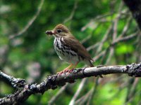 ovenbird arcadia.jpg