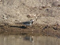 WAGTAIL WHITE ALBA ANAXOS 040508.jpg