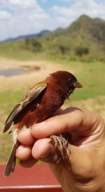 Chestnut sparrow.jpg