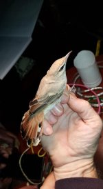 Rufous scrub robin (migrant).jpg