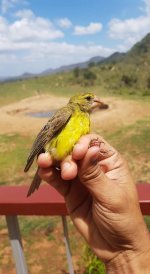 Southern grosbeak canary.jpg