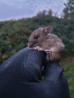 Wood Mouse.JPG