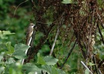 DSC08650 (1) Grey-backed Shrike @ Lam Tsuen.jpg