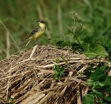 DSC08261 Eastern Yellow Wagtail @ San Tin.jpg