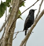 DSC08707 Eurasian Starling @ San Tin.jpg