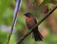 Black-cheeked Ant Tanager (1).jpg