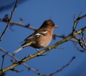 Chaffinch 788.jpg