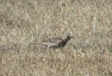 Sprague's Pipit.jpg