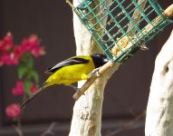 Audubon's Oriole.jpg