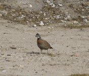 Northern Bobwhite.jpg