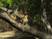 Golden-fronted Woodpecker.jpg