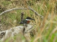 Green Kingfisher.jpg