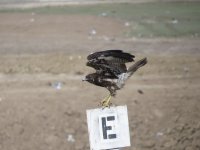 White-tailed Kite.jpg