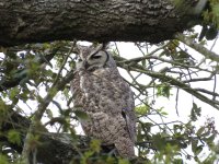 Great-Horned Owl.jpg