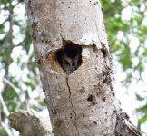 Eastern Screech Owl.jpg