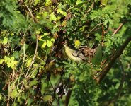 cuban vireo2.JPG