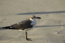 laughing gull.JPG