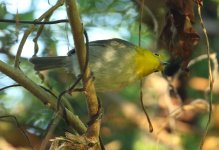 yellow headed warbler.JPG